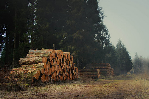 Timber Sale